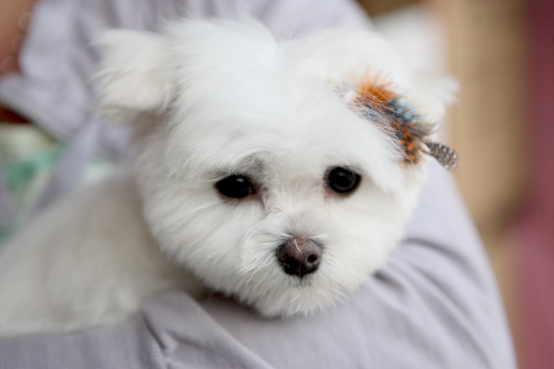 All Fur Pooch - pet boarding facility in San Diego, CA