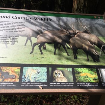 Lady Bird Johnson Grove - About the wildlife in the park - Hiking Near Me - Orick, California Lady Bird Johnson Grove - About the wildlife in the park - Hiking Near Me - Orick, California