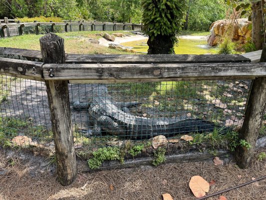 Gatorland by null