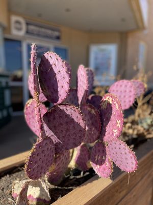 Cactus Theater by null