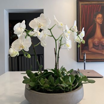 Camelback Flowershop - Our stunning Orchid / succulent arrangement. - Florists Near Me - Phoenix, Arizona Camelback Flowershop - Our stunning Orchid / succulent arrangement. - Florists Near Me - Phoenix, Arizona