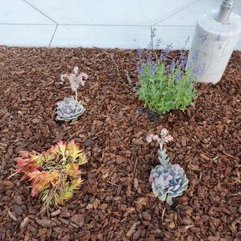Green Spaces Landscaping - a variety of succulents - Landscaping Near Me Green Spaces Landscaping - a variety of succulents - Landscaping Near Me