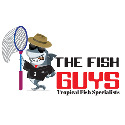 The Fish Guys by null