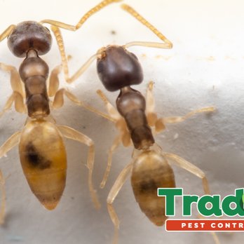 Trad's Pest Control - two brown ants - Pest Control Near Me - Jacksonville, Florida Trad's Pest Control - two brown ants - Pest Control Near Me - Jacksonville, Florida