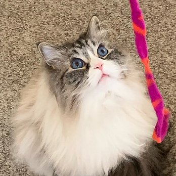 Precious Fur - Some of my favorite pictures sent by Precious Fur sitters! - Pet Sitting Near Me Precious Fur - Some of my favorite pictures sent by Precious Fur sitters! - Pet Sitting Near Me