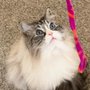 Photo of Precious Fur