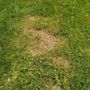 Photo of Cut King Lawn Care