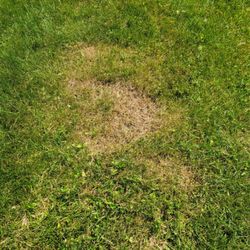 Cut King Lawn Care - Scalped grass