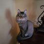 Photo of JJ's Cat & Dog Home Grooming Service
