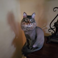 JJ's Cat & Dog Home Grooming Service