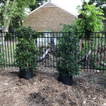 Marble Botanics - Planting large evergreen hedging plants like these Nellie Stevens Hollies - Landscaping Near Me Marble Botanics - Planting large evergreen hedging plants like these Nellie Stevens Hollies - Landscaping Near Me