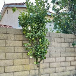 Mexican Lime Tree (Key lime) Mexican Lime Tree (Key lime)