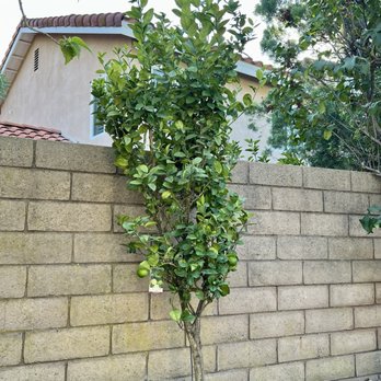 The Standard Design Group Nurseries - Mexican Lime Tree (Key lime) - Nurseries & Gardening Near Me - Upland, California The Standard Design Group Nurseries - Mexican Lime Tree (Key lime) - Nurseries & Gardening Near Me - Upland, California