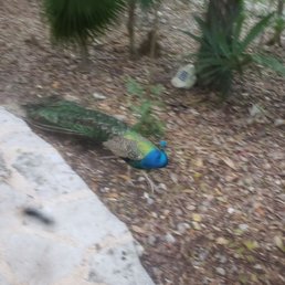 Some clicks from the stay. Peacock  all around the property