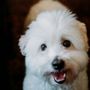 Photo of Sunstone Veterinary Specialists