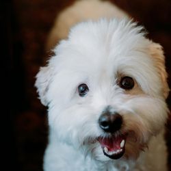 Sunstone Veterinary Specialists