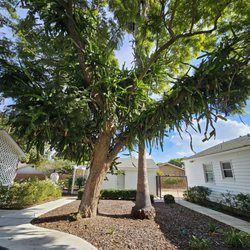 Teuchert Park - Look at the tree