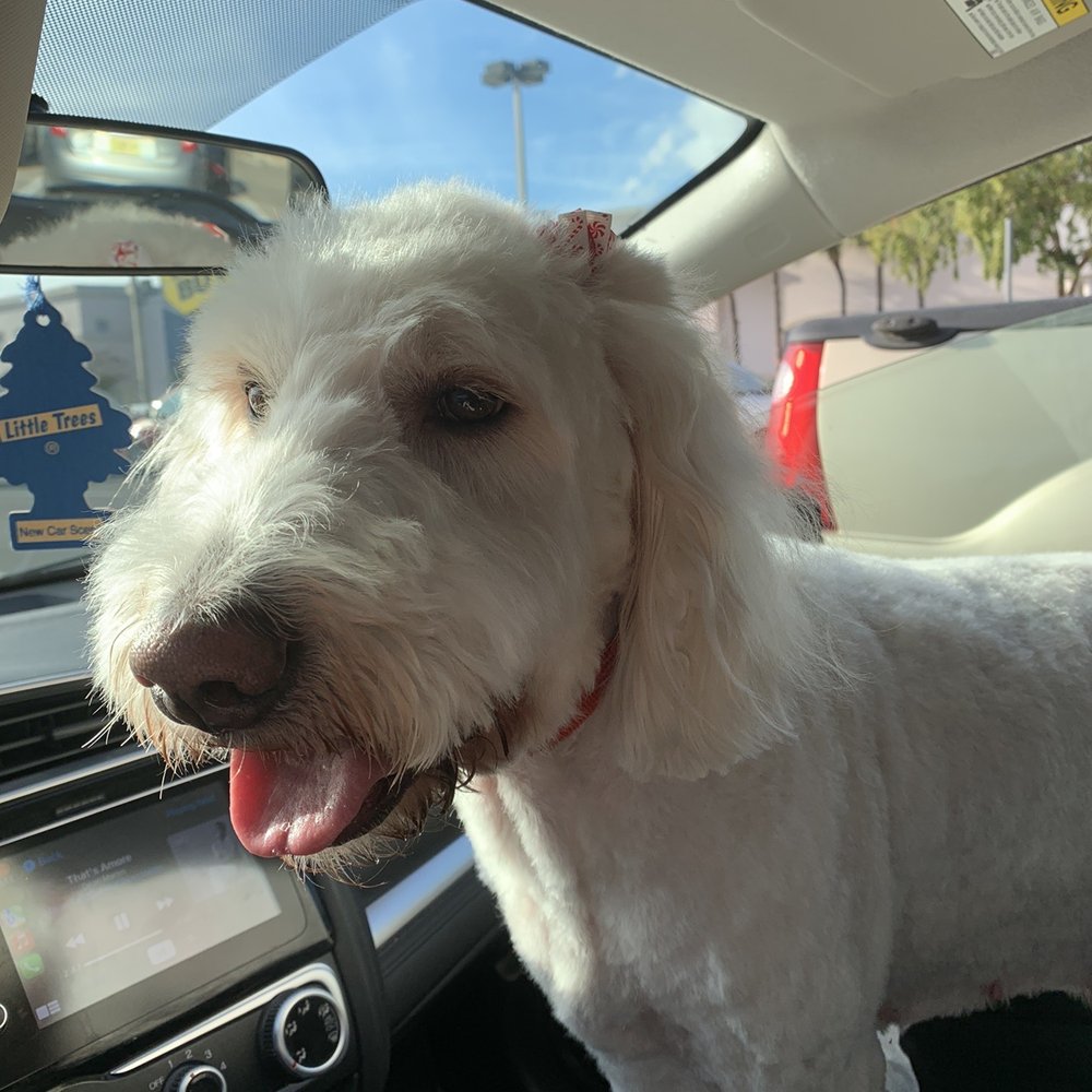 PetSmart - Pet Training Near Me - Gainesville, Virginia PetSmart - Pet Training Near Me - Gainesville, Virginia