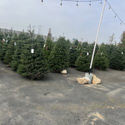 Maranatha Ace Hardware - Christmas Trees