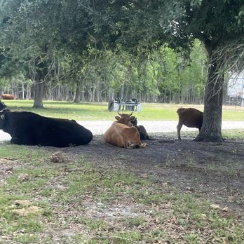 Safari Wilderness Ranch - Tours Near Me - Lakeland, Florida Safari Wilderness Ranch - Tours Near Me - Lakeland, Florida