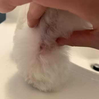 Groomit - Cut on the side of her leg and white fur is stained with her blood - Pet Groomers Near Me Groomit - Cut on the side of her leg and white fur is stained with her blood - Pet Groomers Near Me