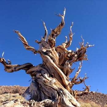 Ancient Bristlecone Pine Forest - Parks Near Me - Bishop, California Ancient Bristlecone Pine Forest - Parks Near Me - Bishop, California
