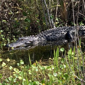 BLUE CYPRESS CONSERVATION AREA - Updated January 2025 - 35 Photos 