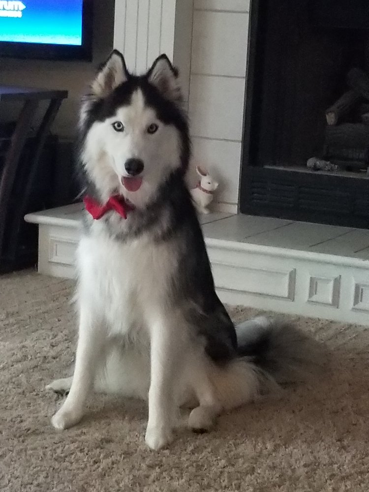 PUPPY LOVE PET GROOMING Updated July 2024 202 S Main St, Grain