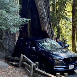 Shrine Drive Thru Tree