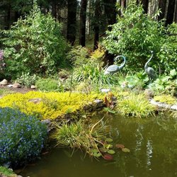 Bailey Lane Landscape - Pond in Bailey's backyard, set in the redwoods. Designed and built by Jim.