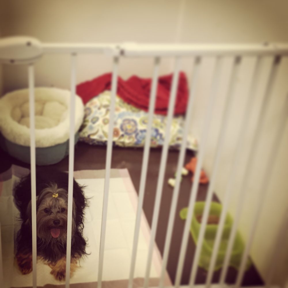 SPOILED PET SPA & BOUTIQUE Updated September 2024 2837 Johnston St