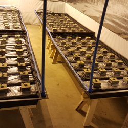 4 Trees Cannabis Building - Automated rock wool drain to waste system we built