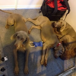 National Pet Show