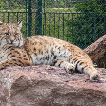 Bear Country USA - Bobcat - Zoos Near Me - Rapid City, South Dakota