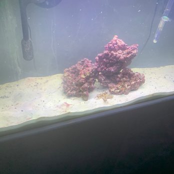 Petco - One sole survivor left. - Pet Training Near Me - Manteca, California Petco - One sole survivor left. - Pet Training Near Me - Manteca, California