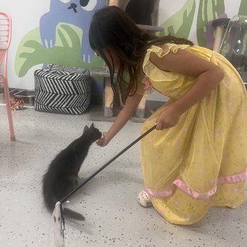 Save the Meow Meows Cat Lounge - Pet Adoption Near Me - Yucca Valley, California