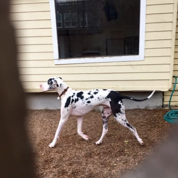 jackson's place dog daycare