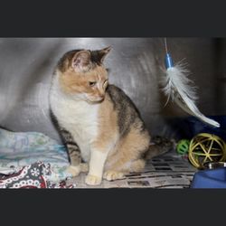 Clay County Humane Society - Patches (adopted!)