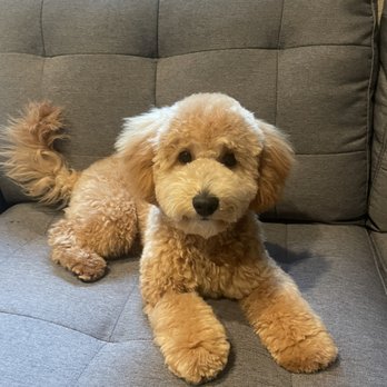 Bark Bath - fluffy and super cute!! - Pet Groomers Near Me - Walnut, California