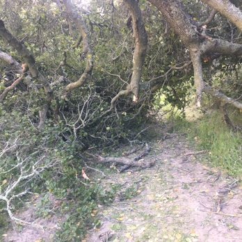 Trek Bicycle Alamo - Tree down; still passable. - Bike Repair/Maintenance Near Me - Alamo, California Trek Bicycle Alamo - Tree down; still passable. - Bike Repair/Maintenance Near Me - Alamo, California