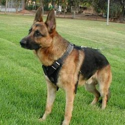 Service Dogs Of Southern Nevada - Service Dogs of Southern Nevada is a subsidiary of The K-9 Handler LLC