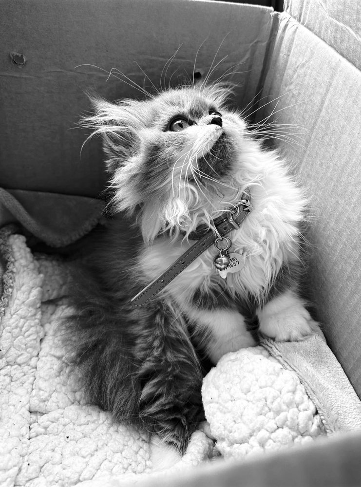 MOST VALUABLE PETS Updated September 2024 109 Photos & 81 Reviews