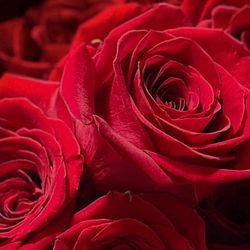 Legacy Rose TX - Roses from the best place ever