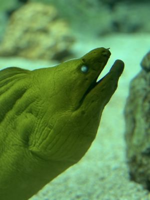 Texas State Aquarium by null