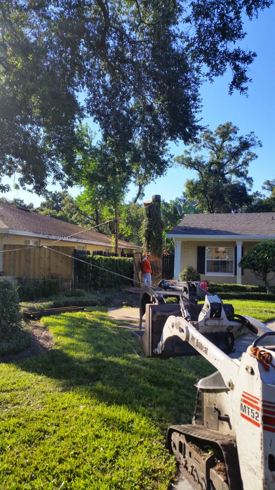 Bam Tree Service - tree service in Altamonte Springs, FL