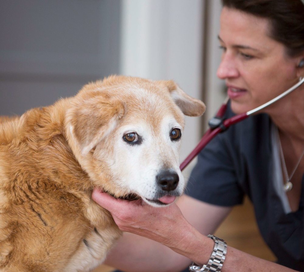 VET VALET Updated August 2024 Wayland, Massachusetts