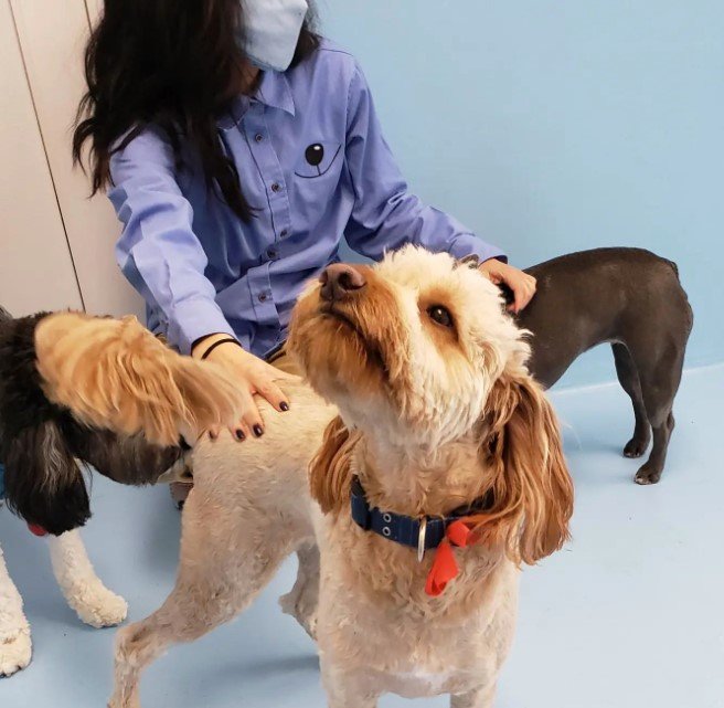 BISCUITS & BATH BATTERY PARK Updated August 2024 327 S End Ave, New York, New York Pet