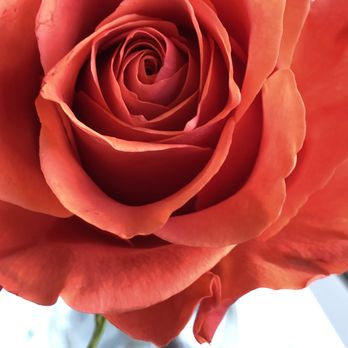 Bloom - Fresh roses at each table - American Near Me - Santa Clara, California