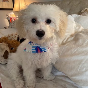 Paws Above the Rest - Barney after his first haircut from Sharon - Dog Walkers Near Me - Westminster, California Paws Above the Rest - Barney after his first haircut from Sharon - Dog Walkers Near Me - Westminster, California