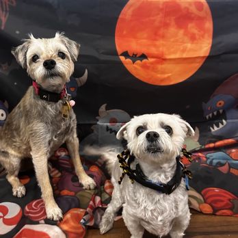 Camp Run-A-Mutt - Camp Run a Mutt CV - Halloween Photos - Pet Sitting Near Me - Chula Vista, California